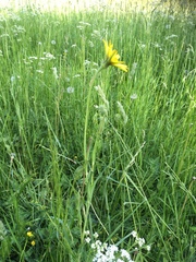 Tragopogon pratensis