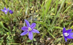 Brodiaea stellaris