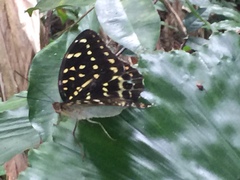Lexias dirtea merguia