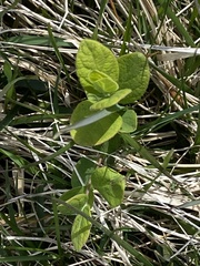 Symplocos paniculata