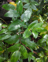 Scandia rosifolia