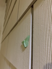 Dichorda illustraria