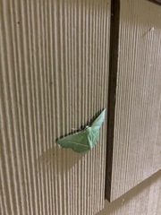 Dichorda illustraria