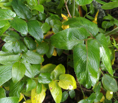 Scandia rosifolia