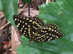 Lexias dirtea merguia