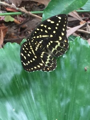 Lexias dirtea merguia