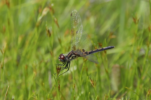 Ornate Pennant photo 6
