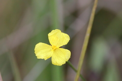 Xyris baldwiniana