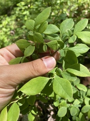Vaccinium erythrocarpum