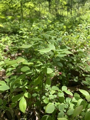 Vaccinium erythrocarpum