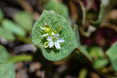 Claytonia rubra rubra