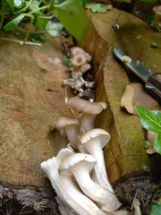 Pleurotus cornucopiae