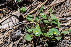 Claytonia rubra rubra