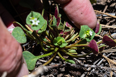 Claytonia rubra rubra