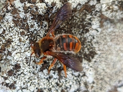 Rhodanthidium