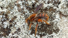 Rhodanthidium