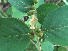 Lonicera xylosteum