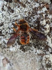 Rhodanthidium