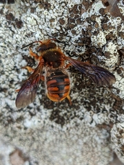 Rhodanthidium