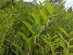 Polygonatum biflorum commutatum