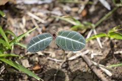 Periplocoideae
