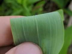 Polygonatum biflorum commutatum