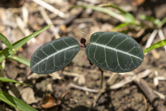 Periplocoideae