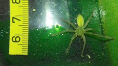 Micrommata virescens