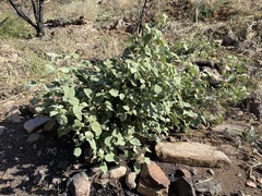 Abutilon abutiloides