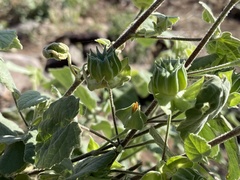 Abutilon abutiloides