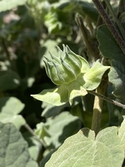Abutilon abutiloides