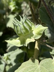 Abutilon abutiloides