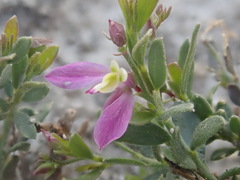 Rhinotropis lindheimeri