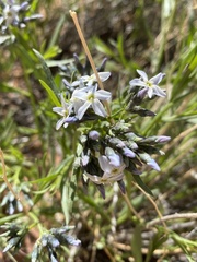 Amsonia tomentosa