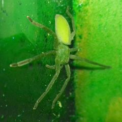 Micrommata virescens