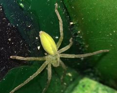 Micrommata virescens