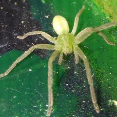 Micrommata virescens