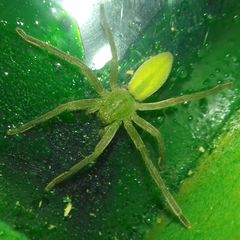 Micrommata virescens