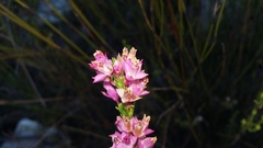 Erica vogelpoelii