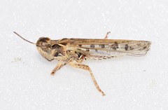 Dociostaurus maroccanus