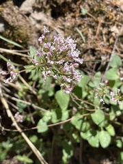 Valeriana arizonica