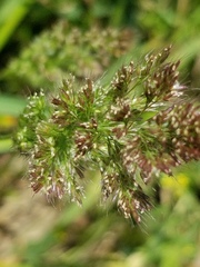 Polypogon fugax