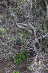 Solanum capense
