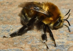 Anthophora atroalba