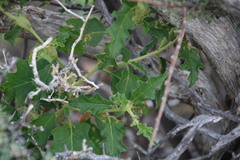 Solanum capense