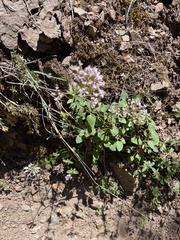 Valeriana arizonica
