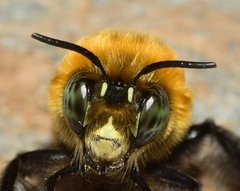 Anthophora atroalba