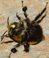 Anthophora atroalba