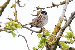 Emberiza schoeniclus