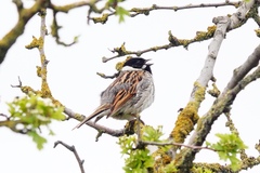 Emberiza schoeniclus